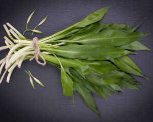 Sehr einfaches Bärlauch-Pesto