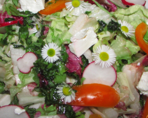 Salat "bunte Sommerwiesn" mit Gänseblümchen, Feta und Wildkräuteressig