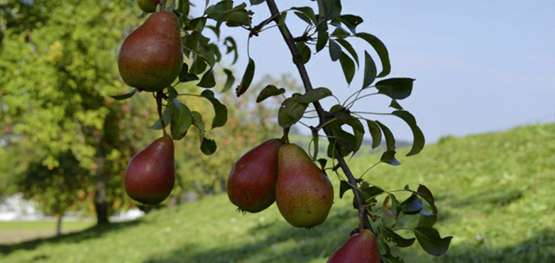 Mostcocktail Spitzbua